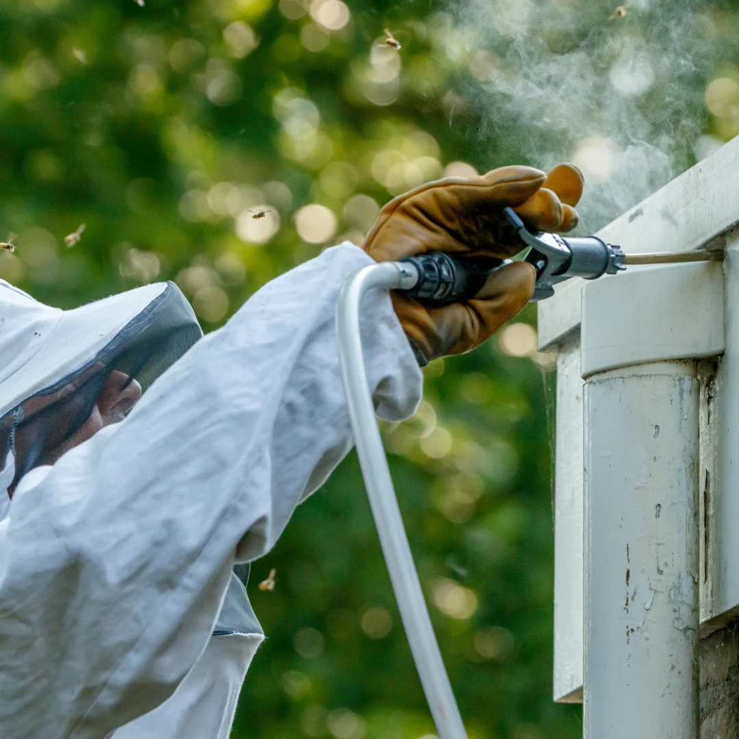Professionele behandeling van een wespennest bij een woning